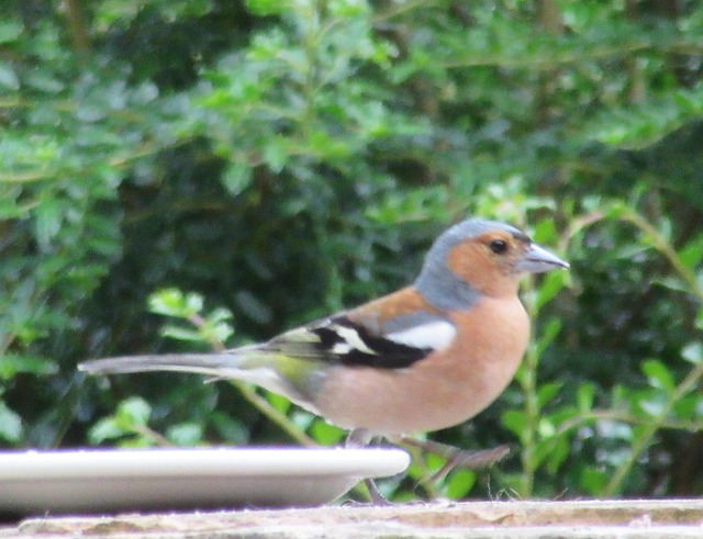Free Bullfinch Bird photo and picture