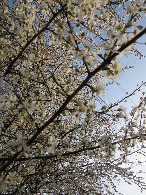 Free Hawthorn May photo and picture