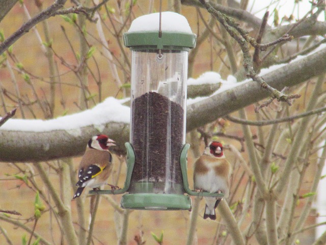 Free Goldfinch Pair photo and picture