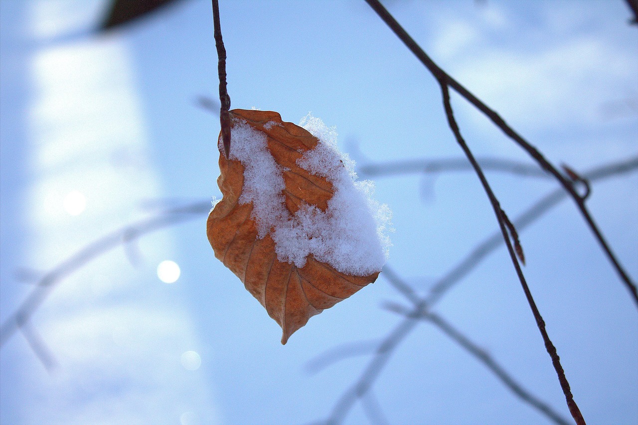 叶子 雪 冰 - Pixabay上的免费照片 - Pixabay