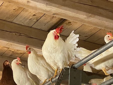 Free Gockel Eggs photo and picture