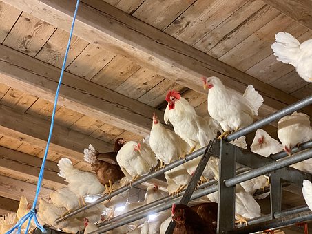 Free Farm Gockel photo and picture