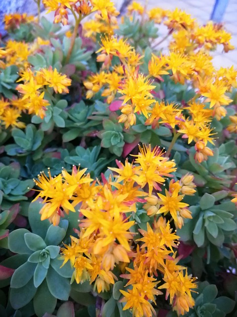 Free Flower Palmeri photo and picture