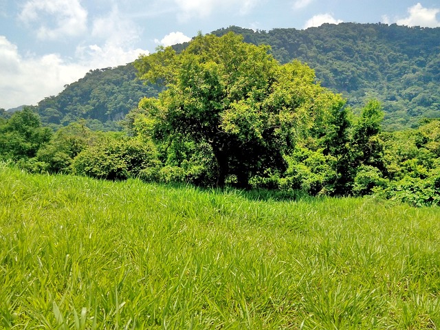 Free Naturaleza Arbol photo and picture