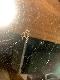 Free Spider Web photo and picture