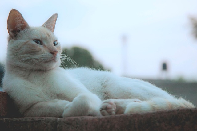 Free Cat Pet photo and picture