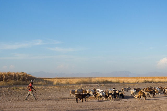 Free Goats Man photo and picture