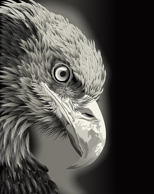 Free Eagle Bird illustration and picture