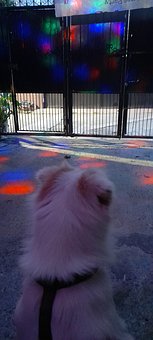 Free Puppy Dog Watching photo and picture