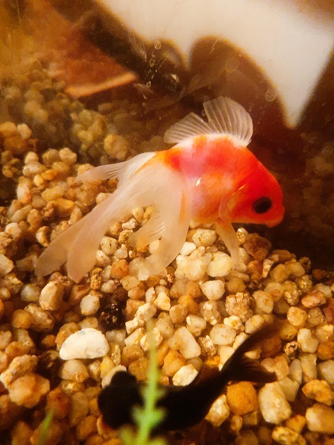 Free Peces Fish photo and picture