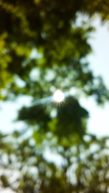 Free Sol Arboles photo and picture