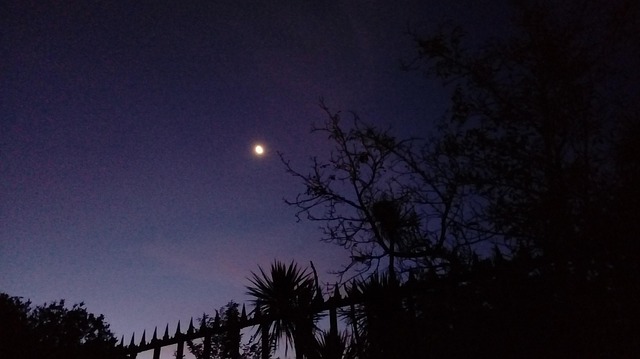 Free Luna Noche photo and picture