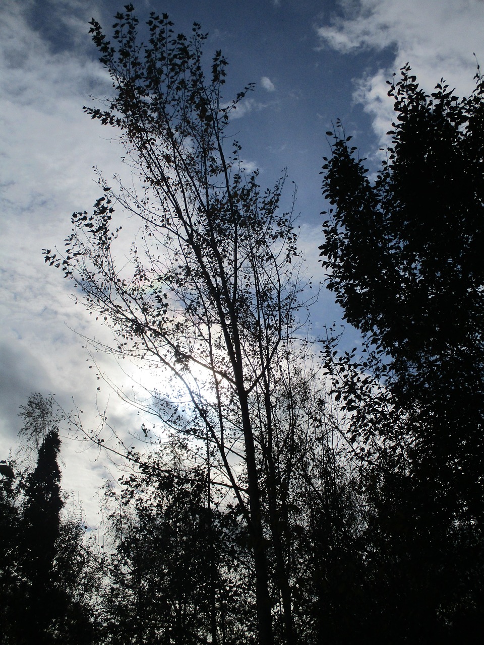 Trees Air Free photo on Pixabay Pixabay