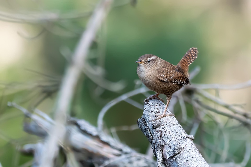wren-6002068_960_720.jpg