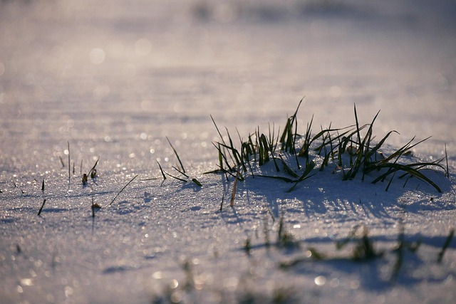 Free Winter Snow photo and picture