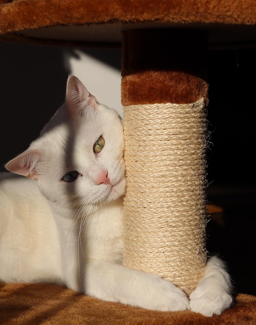 Free Cat Animal photo and picture