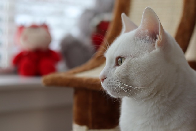 Free Cat Pet photo and picture