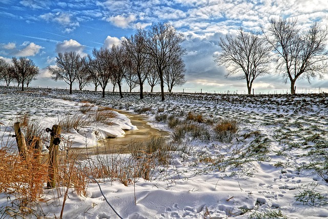 Free Trees Snow photo and picture