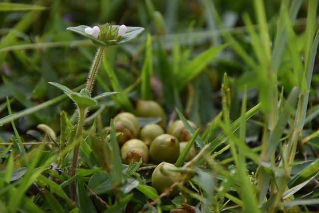 Free Meadow Morgentau photo and picture