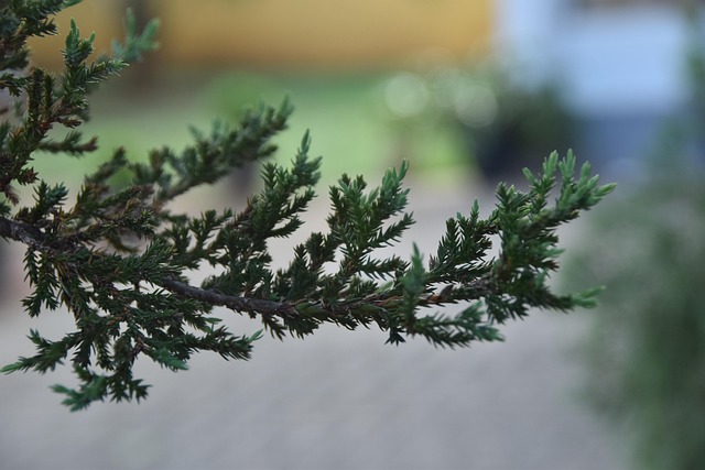 Free Winter Plant Branch photo and picture