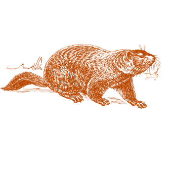 Free Groundhog Rodent illustration and picture