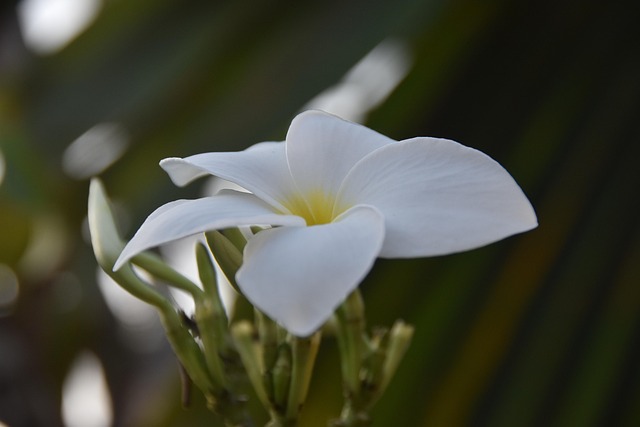 Free Daisy Flower photo and picture