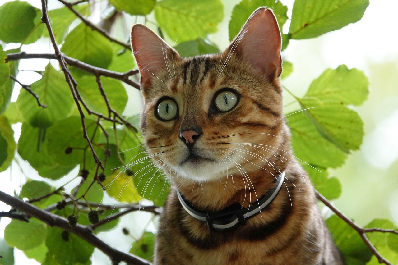 Bengal Cat - free online jigsaw puzzle photo