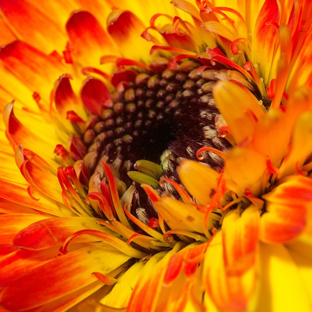 Free Gerbera Flower photo and picture