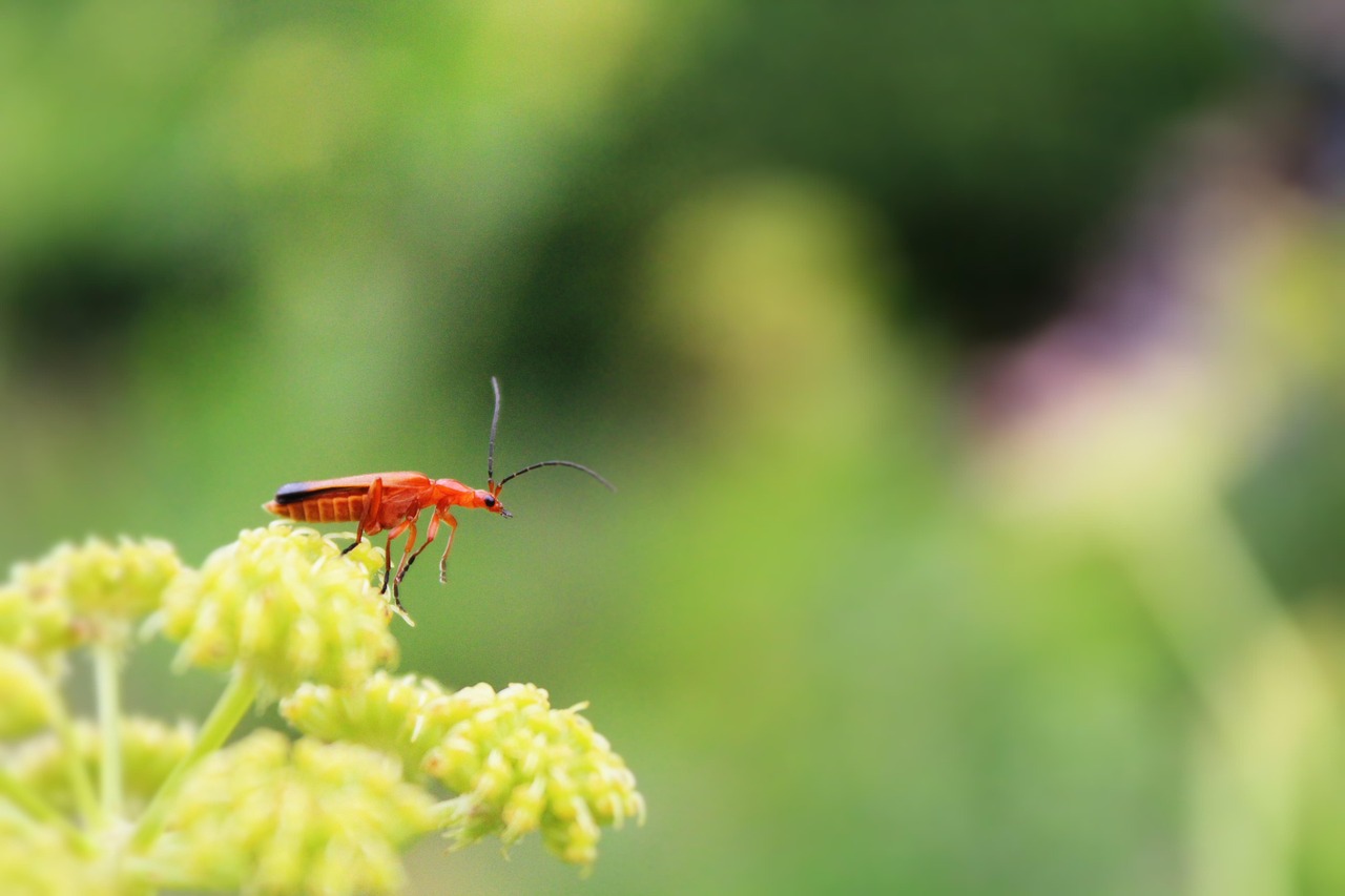 Scarabée Insecte Plantes Soldat - Photo gratuite sur Pixabay - Pixabay