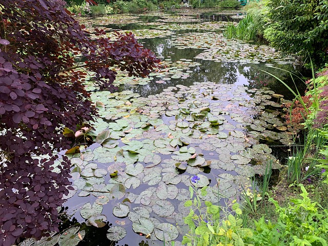 Lincolnshire Pond Plants Sioux Water Lily - Live Aquatic Pond Plant, Small Hardy Water Lily