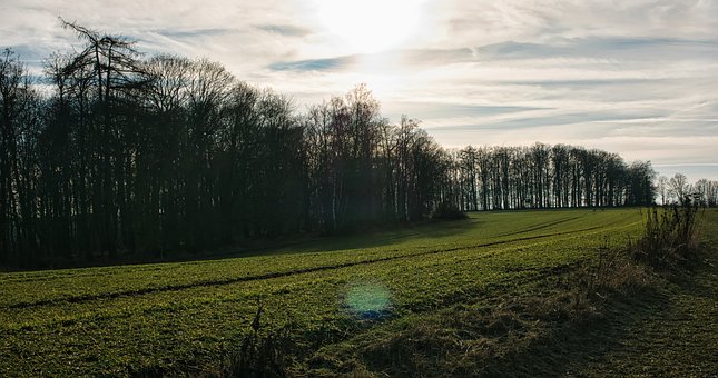 Inverno, Inverno Ameno, Floresta, Campo