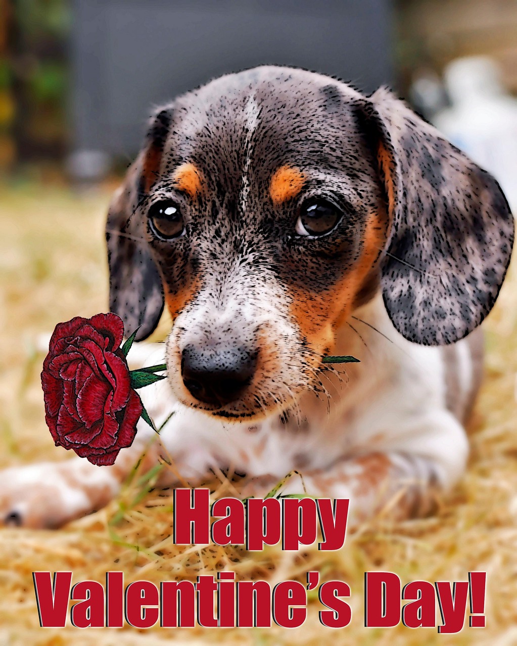 St Valentin Roses Joyeuse Saint Valentin Rose Amour - Photo gratuite sur Pixabay