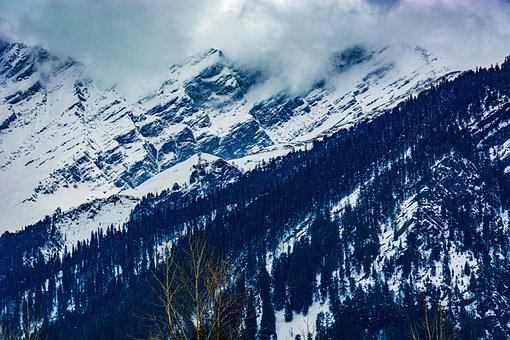 Free Mountain Trees photo and picture