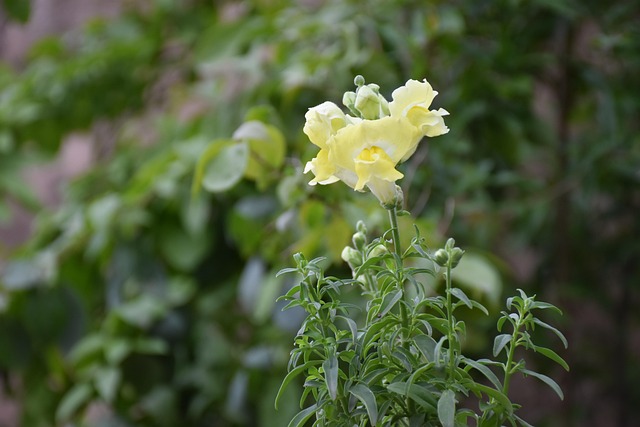Free Flowers Spring photo and picture