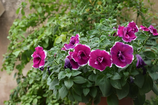 Free Spring Gardens photo and picture