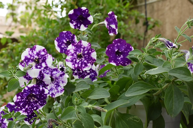 Free Spring Gardens photo and picture