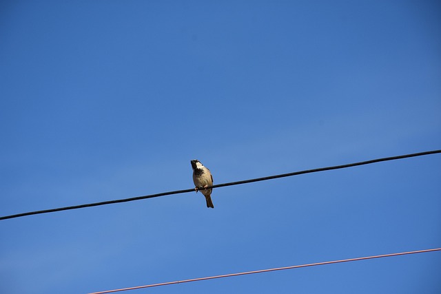Free Sparrow Birds photo and picture