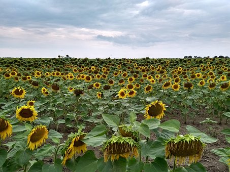Girassóis, Sol, Flores, Campo, Girassol