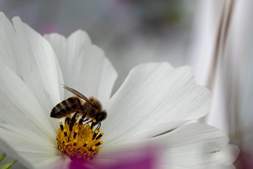 Free Bee Flower photo and picture