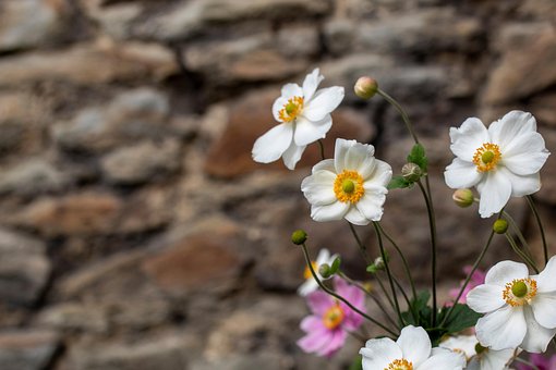 Free Flower Wall photo and picture