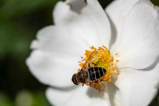 Free Bee Insect photo and picture