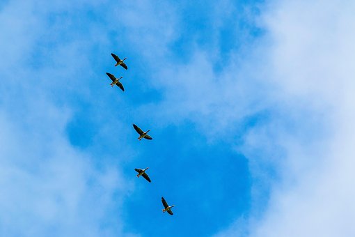Free Bird Sky photo and picture