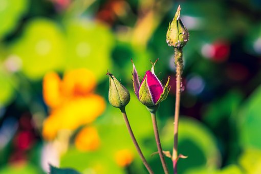 Free Buds Roses photo and picture