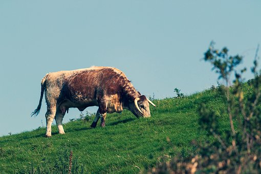 Free Cow Longhorn photo and picture