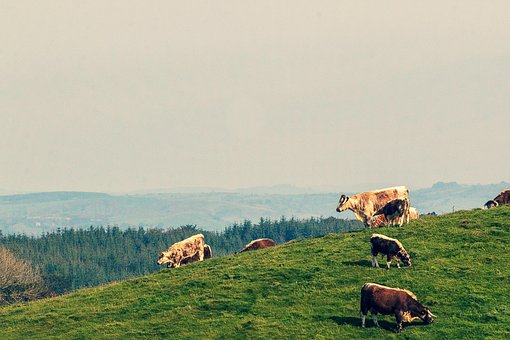 Free Cows Hill photo and picture