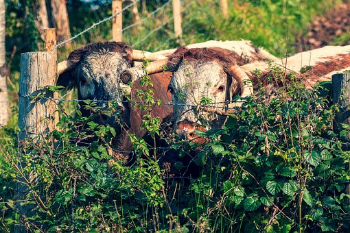 Free Cows Fence photo and picture