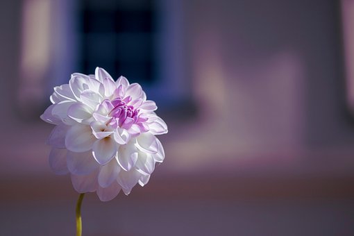 Free Dahlia Flower photo and picture