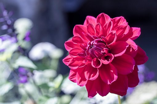 Free Flower Dahlia photo and picture