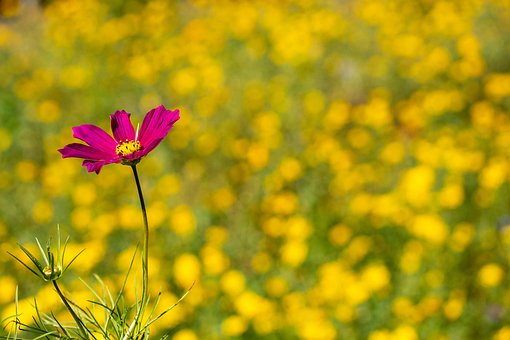 Free Flower Field photo and picture