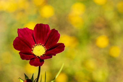 Free Flower Field photo and picture